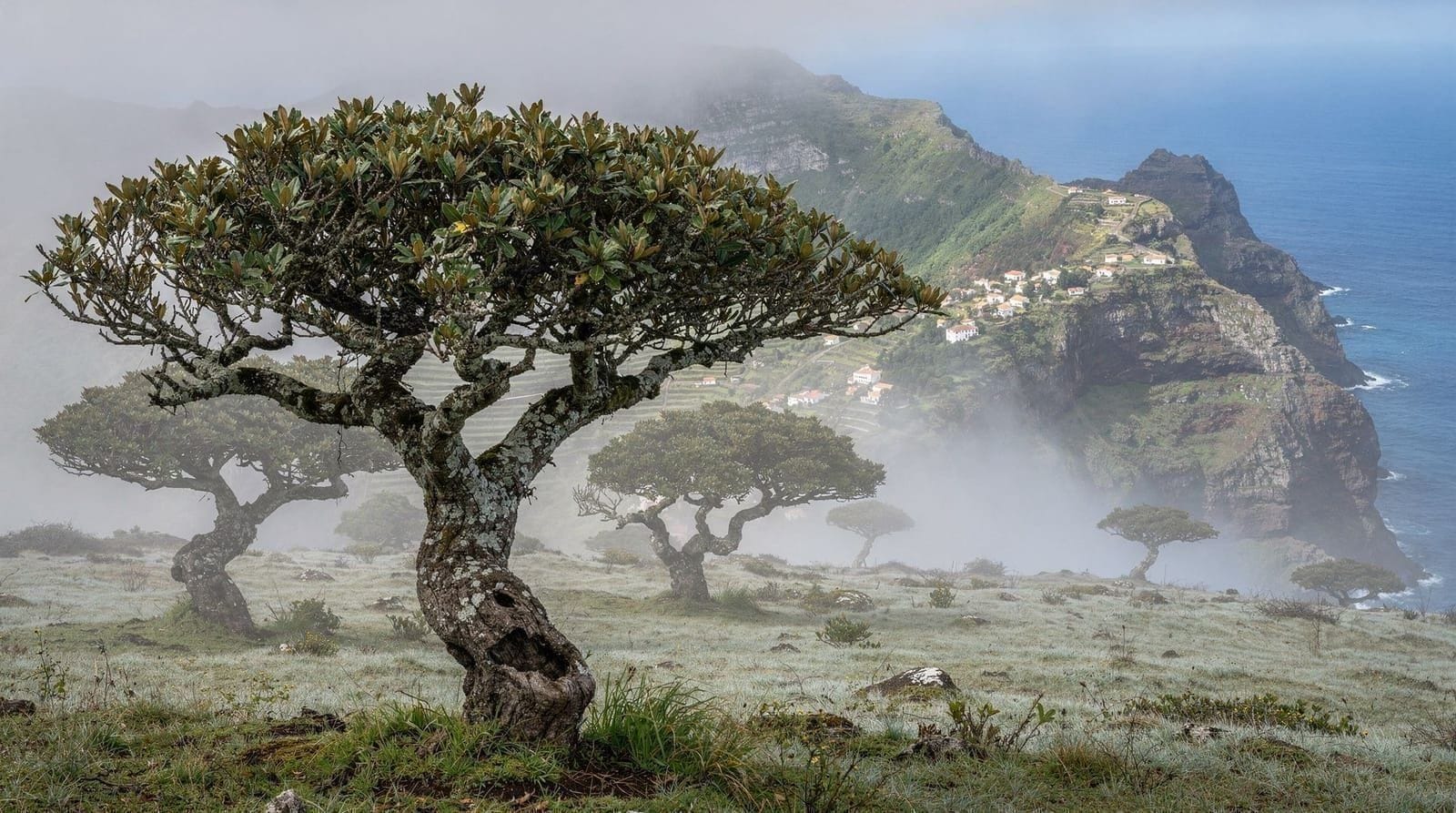 Fanal, Madeira's Ancient Fog Forest