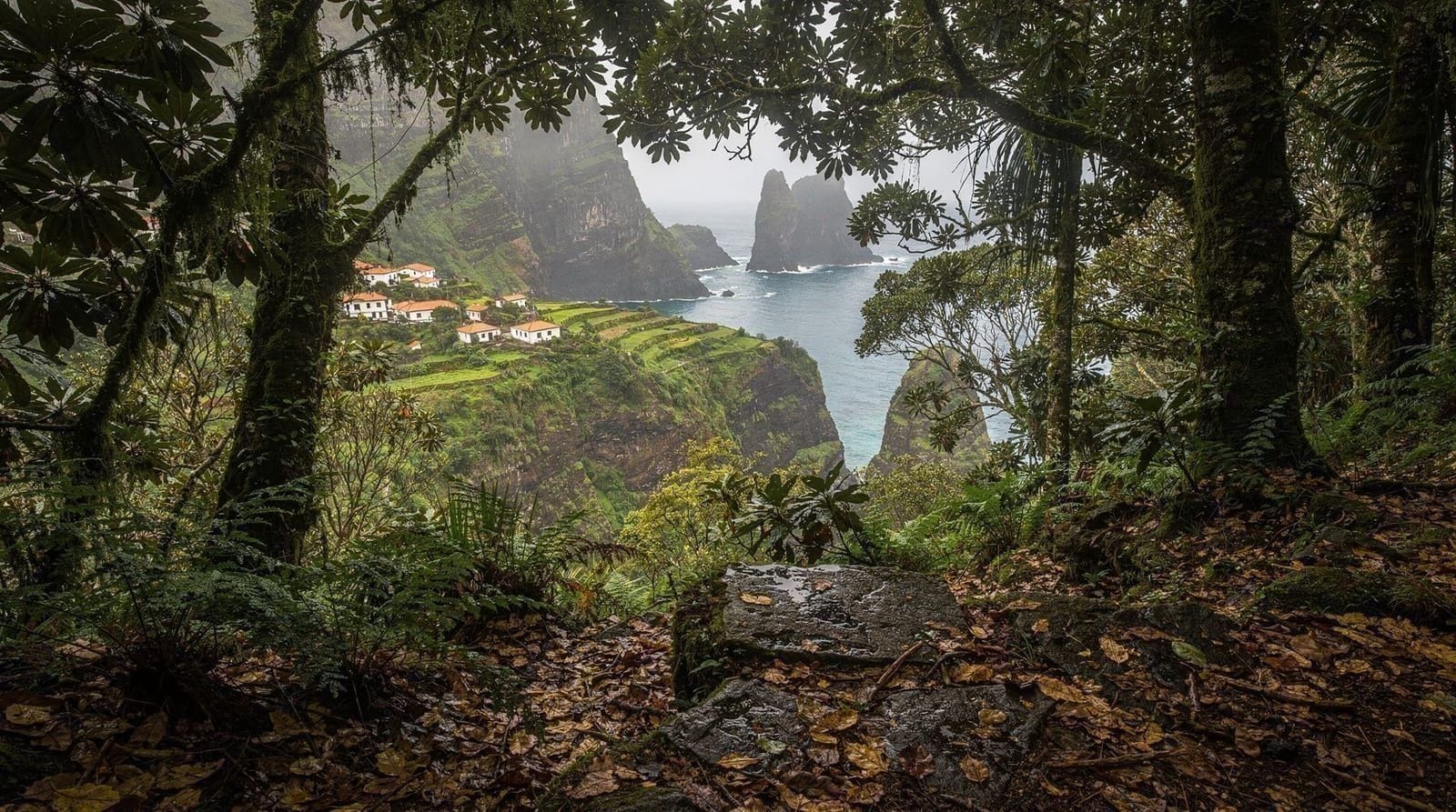 Laurissilva: Madeira's Ancient Laurel Forest