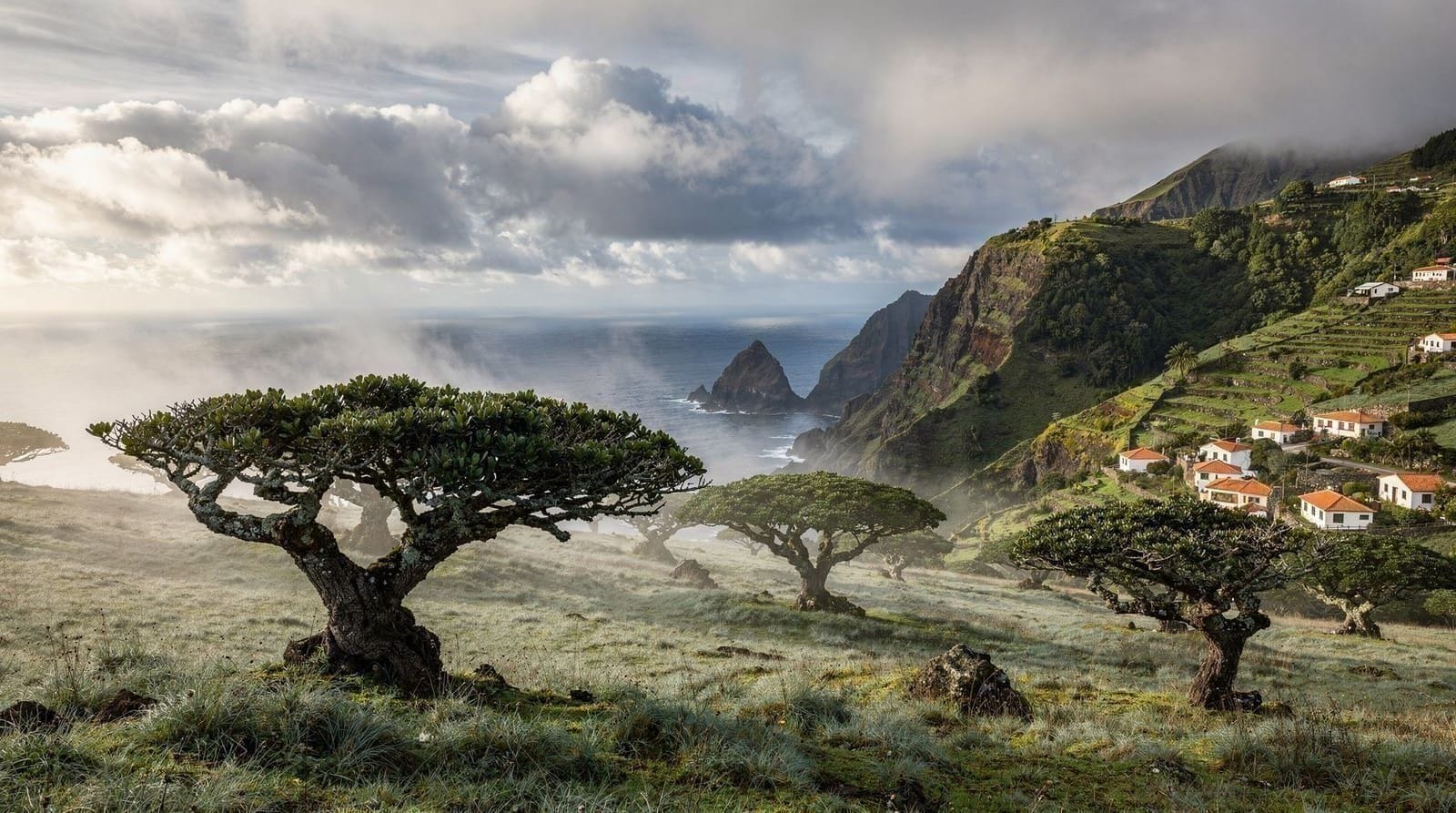Fanal Forest