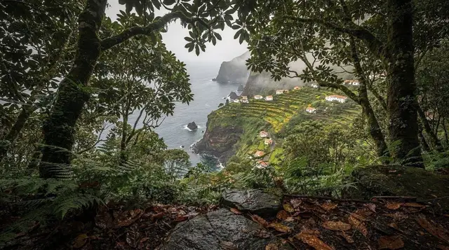 The Laurissilva Forest: Madeira's Ancient Rainforest Explained