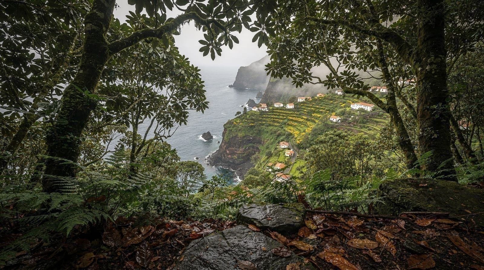 The Laurissilva Forest: Madeira's Ancient Rainforest Explained