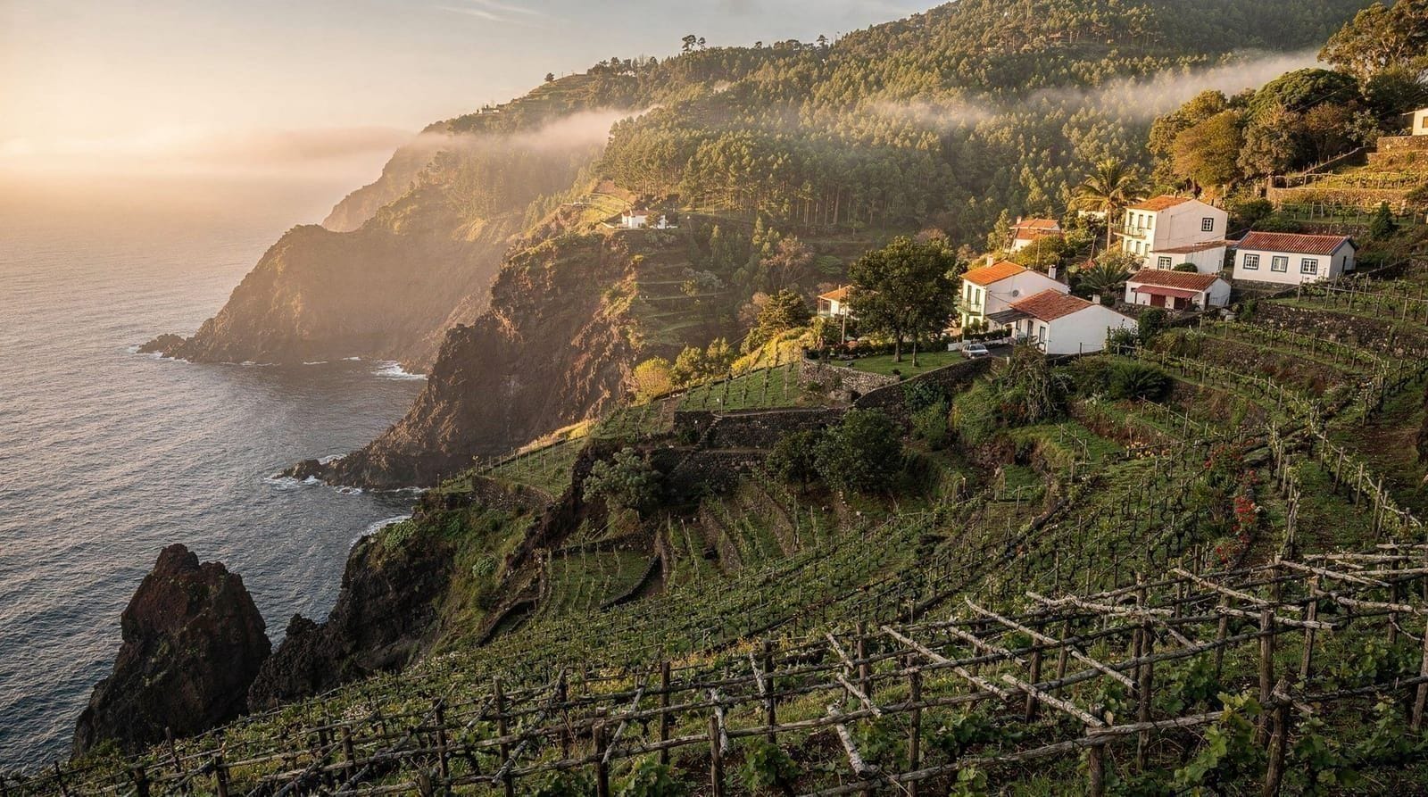 Madeira's Vineyards and the Festa do Vinho