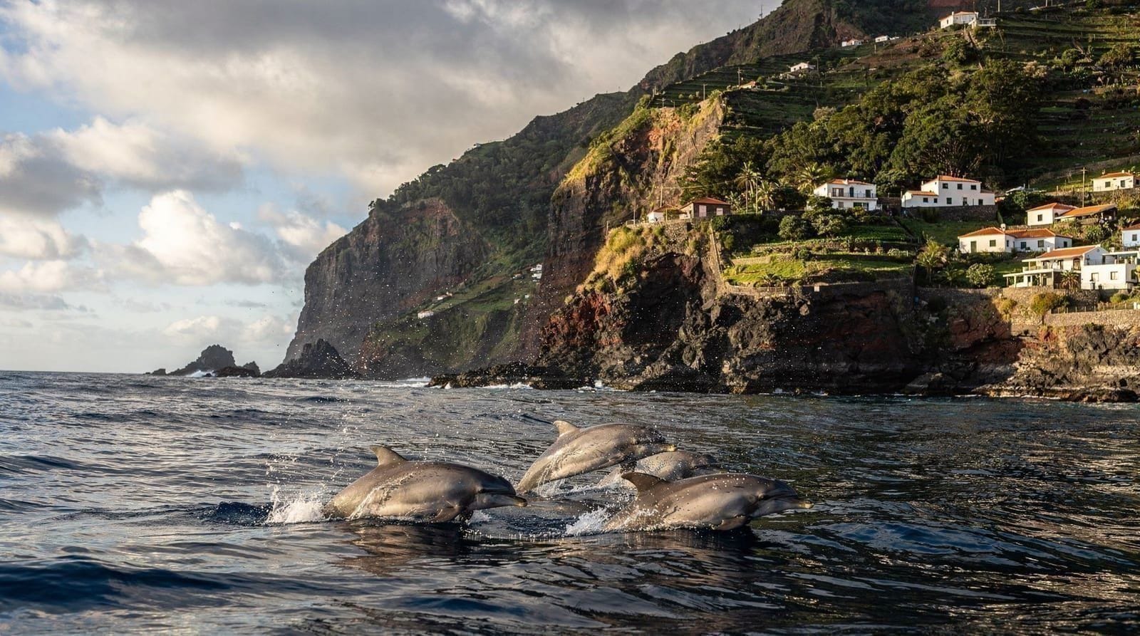 Whale and Dolphin Watching in Madeira